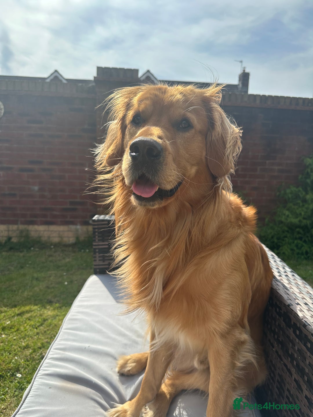 Golden Retriever dogs for stud: HANDSOME 2 YEAR OLD RED STUD - GOLDEN RETRIEVER  - Image 4