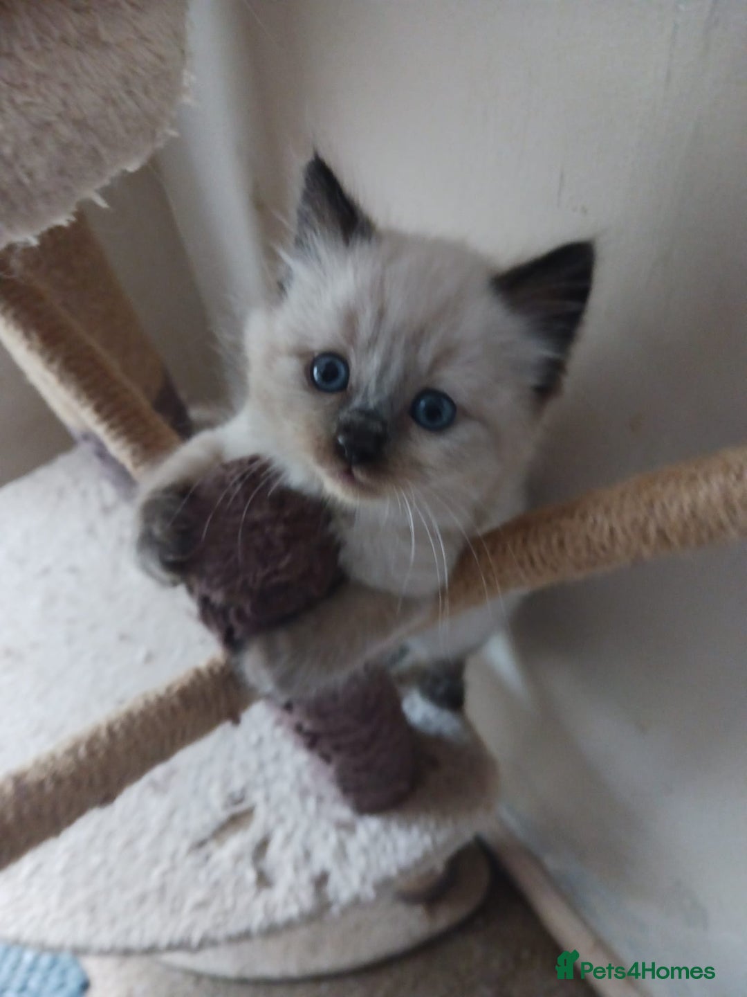 Ragdoll cats for sale: CUTE RAGDOLL KITTENS  - Image 13