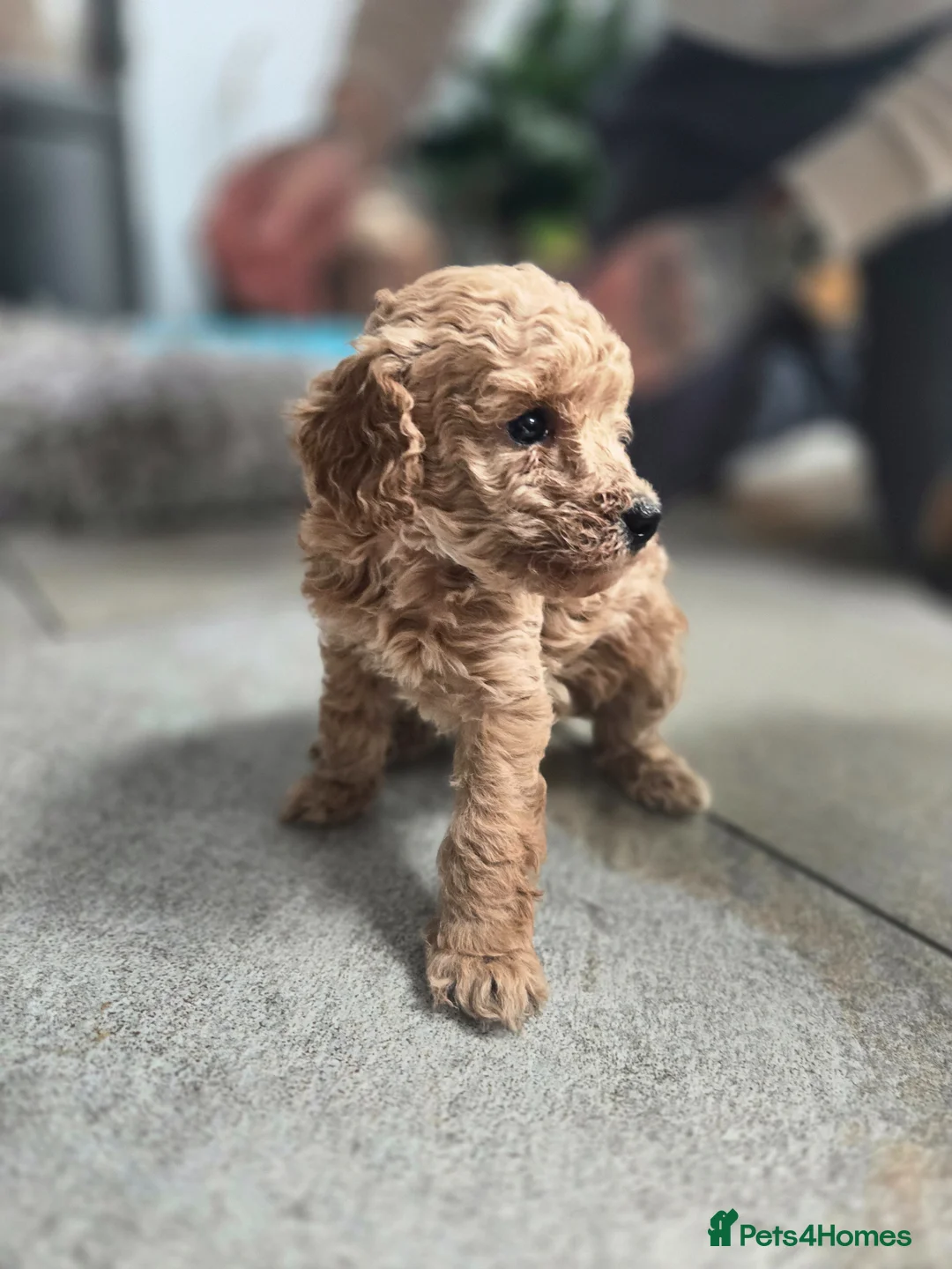 Cockapoo dogs for sale: COCKAPOO PUPPIES FOR SALE - Advert 16