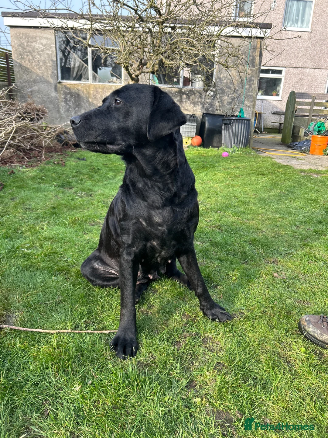 Labrador Retriever dogs for sale: Perigee Working Labrador  - Advert 9