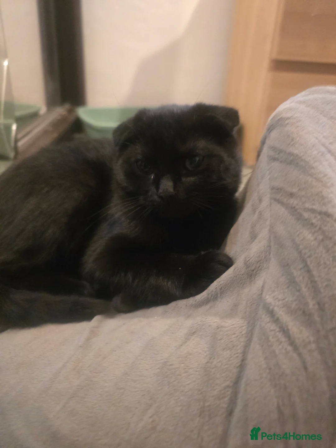 Mixed Breed cats for sale: 1 female kitten - Advert 4