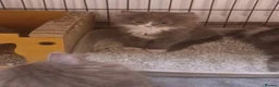 Siberian cats for sale: Beautiful siberian grey kittens - Advert 11