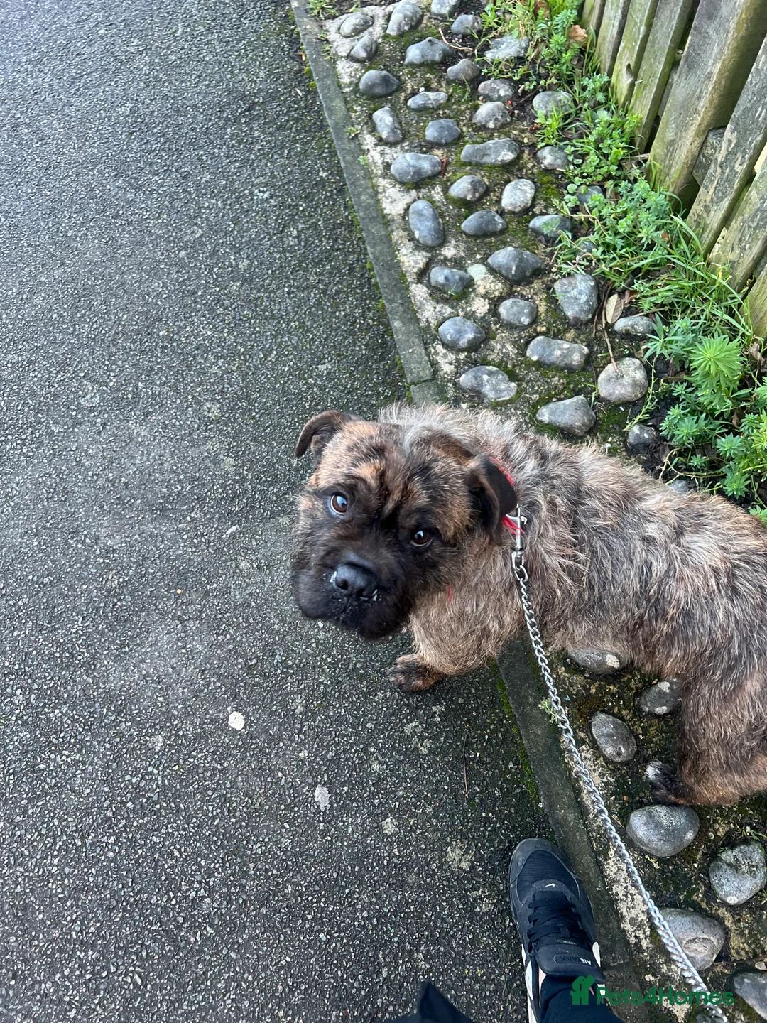 Mixed Breed dogs for sale: Male Dog looking for new home - Advert 2