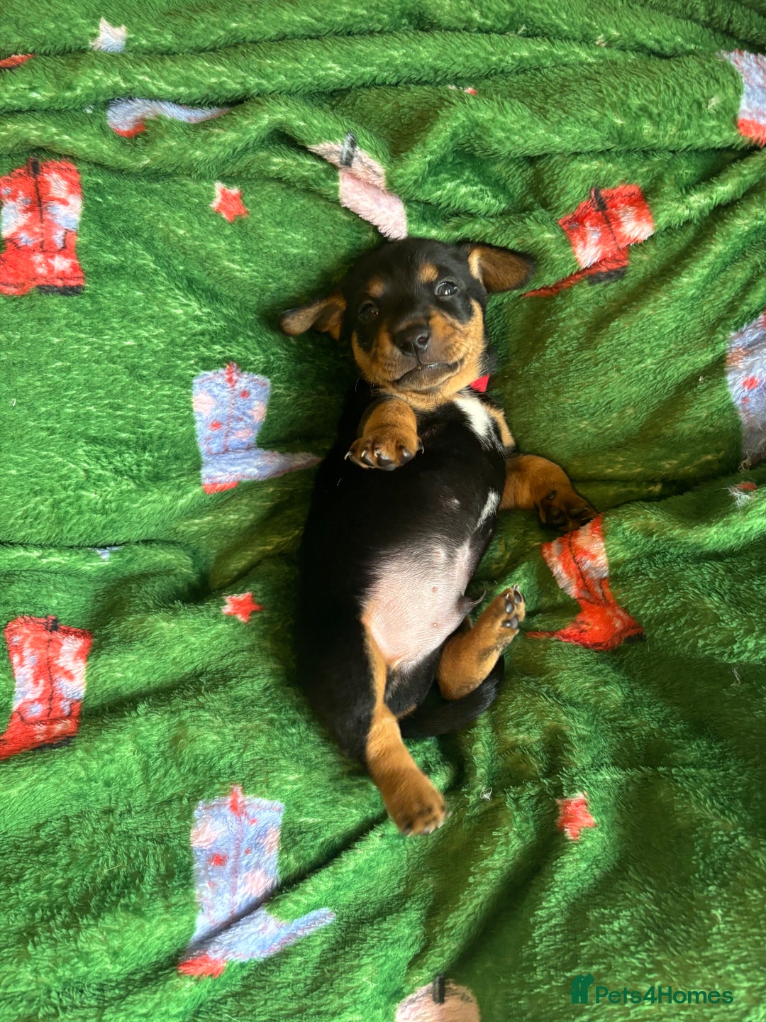Miniature Dachshund dogs for sale: Dachshund x Jack Russell puppies (Jackshund) - Image 4