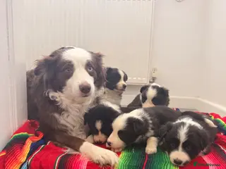 Border Collie dogs 3 beautiful border collie puppies - Advert 3