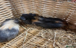 Guinea Pig rodents for sale: Lots of lovely baby guinea pigs - Image 3