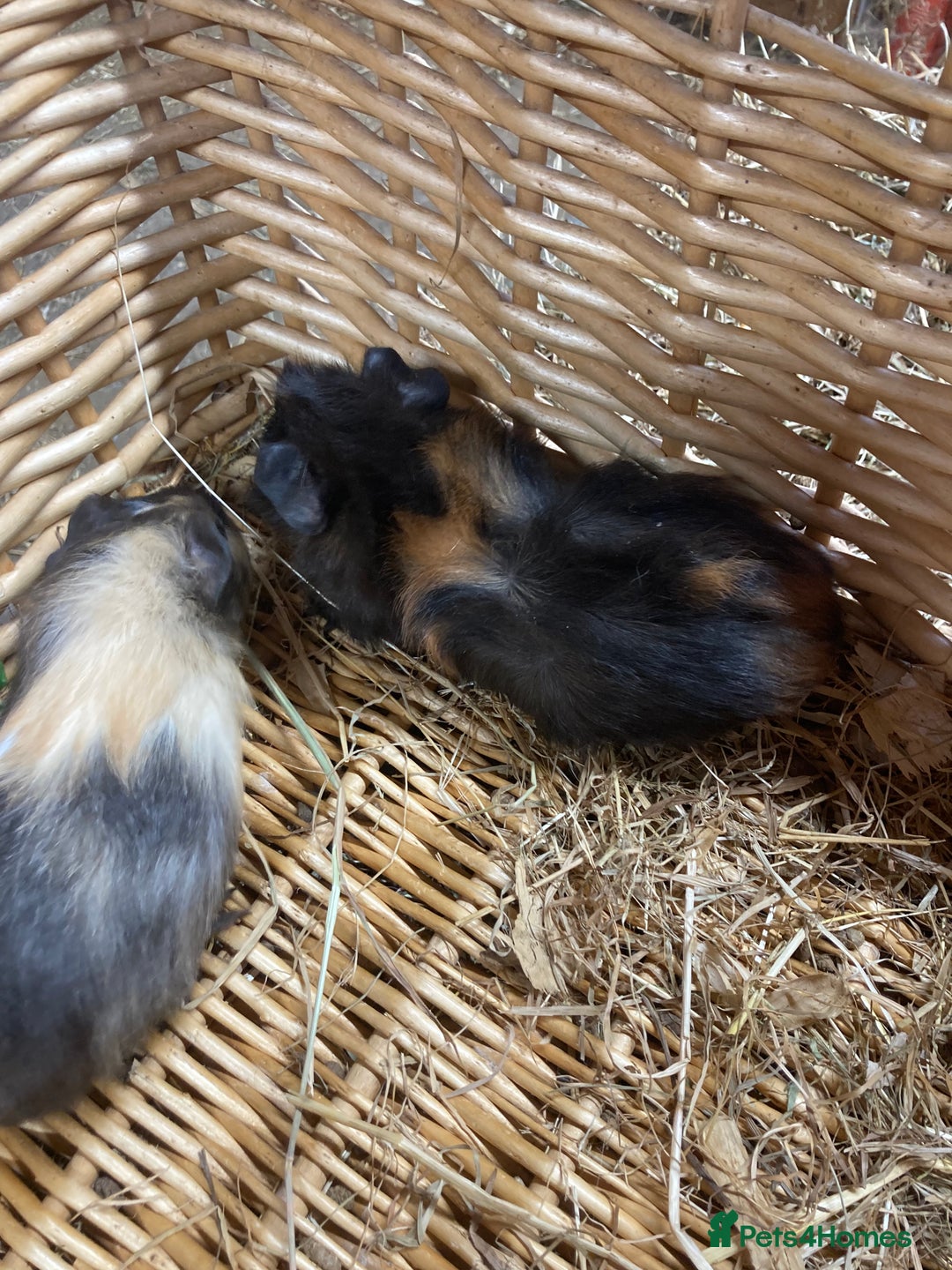 Guinea Pig rodents for sale: Lots of lovely baby guinea pigs - Image 3