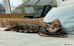 Bengal cats for sale: 2 beautiful Bengal kittens for forever home - Image 1