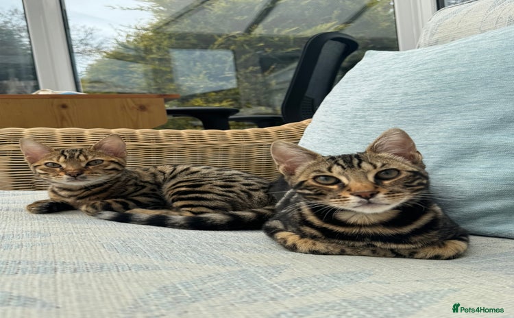 Bengal cats - Advert 12