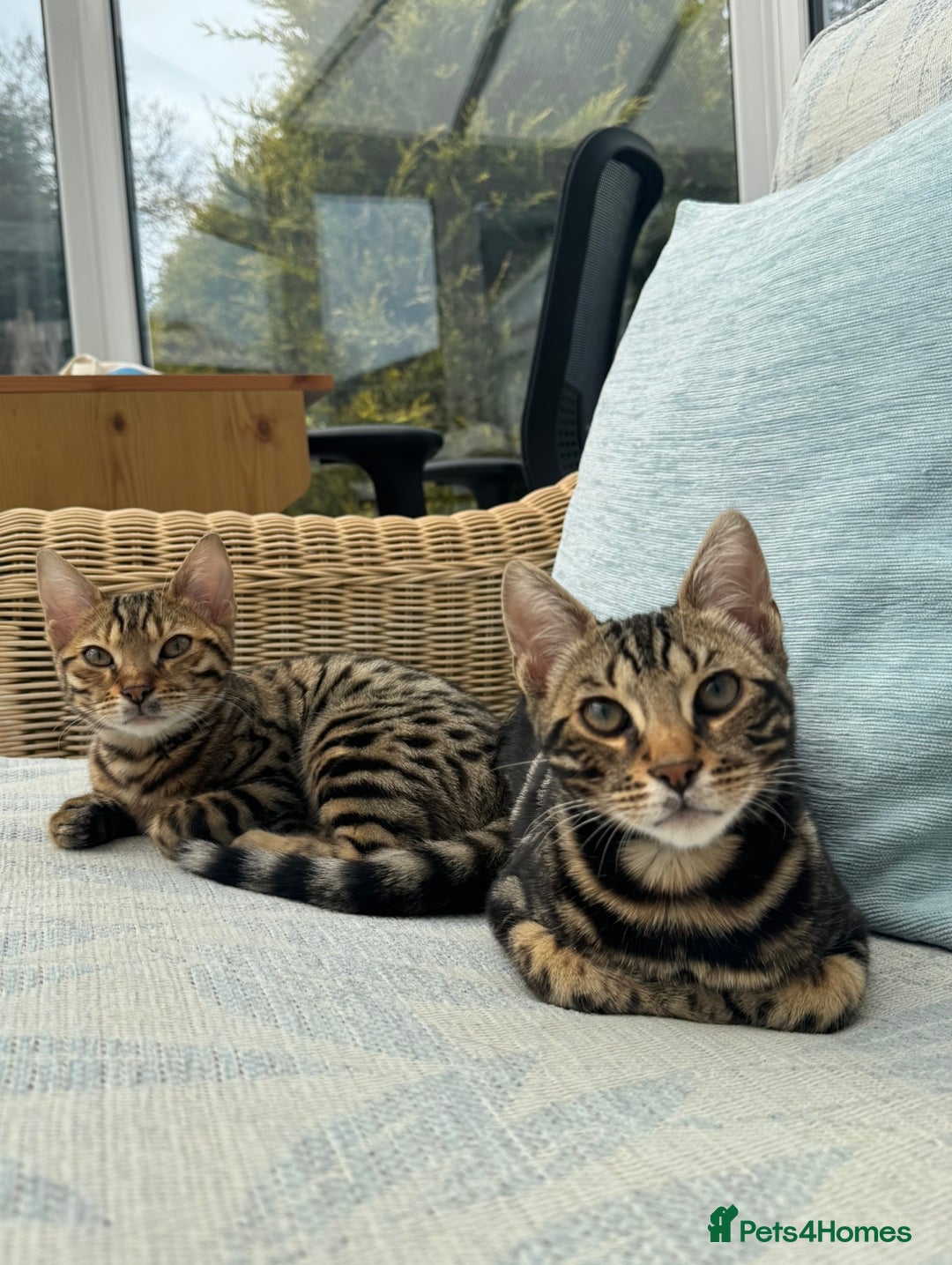 Bengal cats for sale: 2 beautiful Bengal kittens for forever home - Image 1