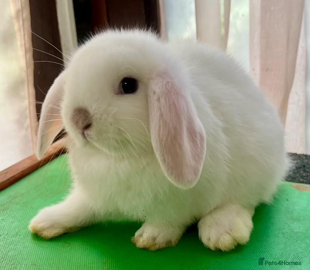 Mini Lop rabbits for sale: Beautiful coloured Mini Lops - Advert 37
