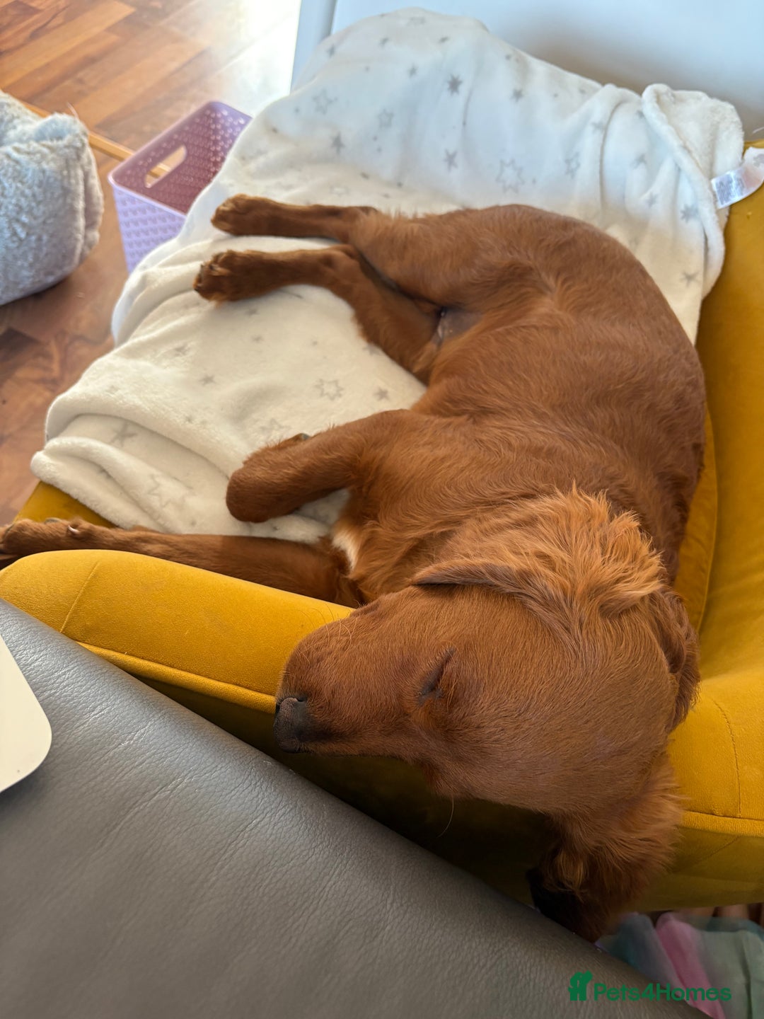 Cavapoo dogs for sale: Cavapoo puppy  - Image 8