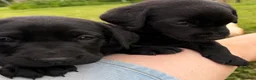 Labrador Retriever dogs for sale: Adorable Labrador puppies for sale in Ludlow - Advert 17