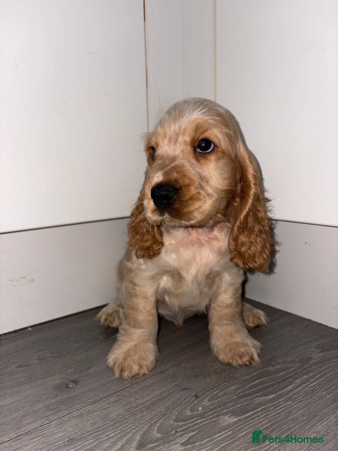 Cocker Spaniel dogs for sale: KC Reg Delightful Show Type Cocker Spaniels - Advert 32