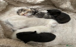 Mixed Breed cats for sale: Black/ brown striped  - Image 10