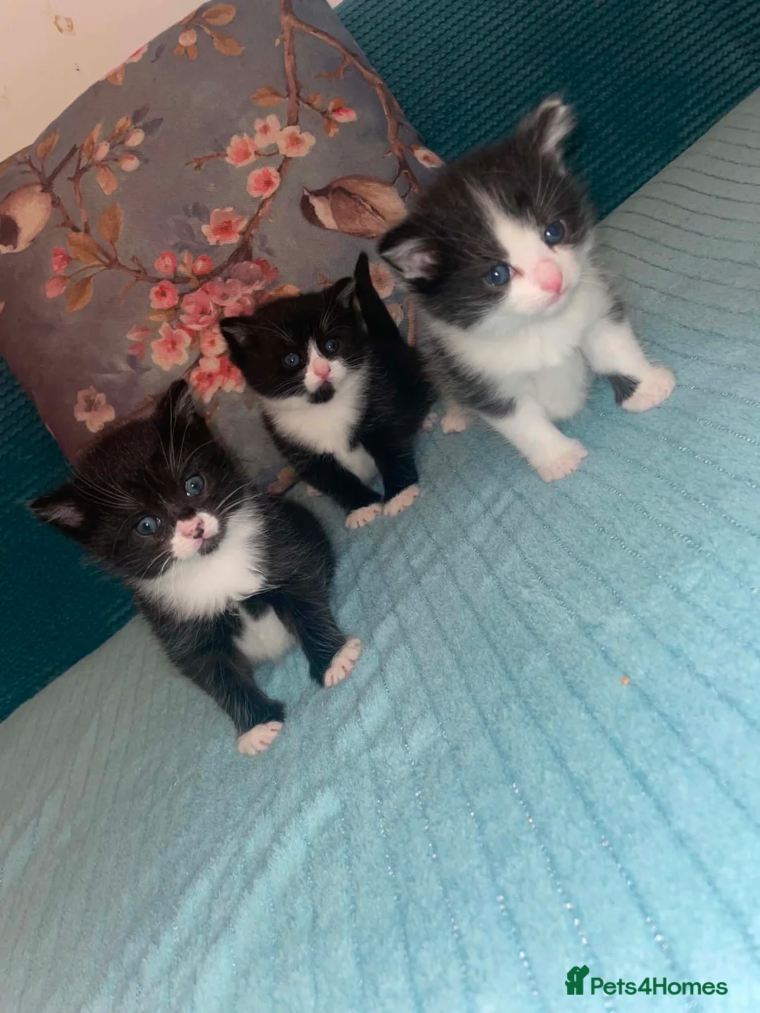 Mixed Breed cats for sale: 3 Loving Domestic Kittens waiting for loving homes in Stoke-on-Trent - Advert 2