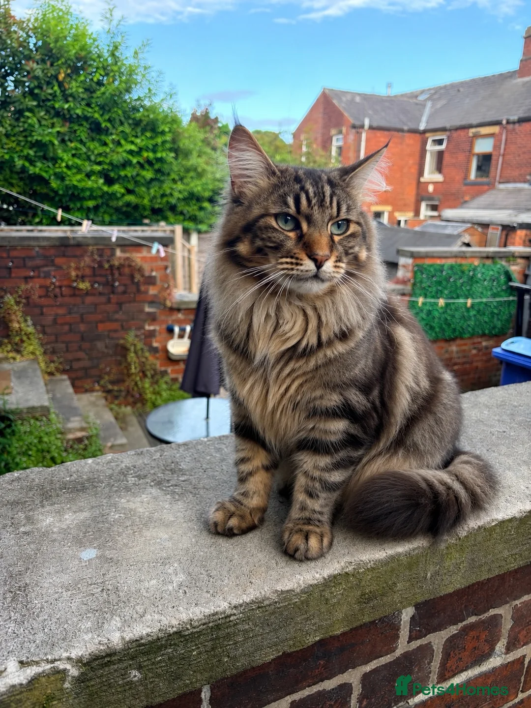 Mixed Breed cats for sale: 4 maincoon cross tabby kittens  - Advert 1