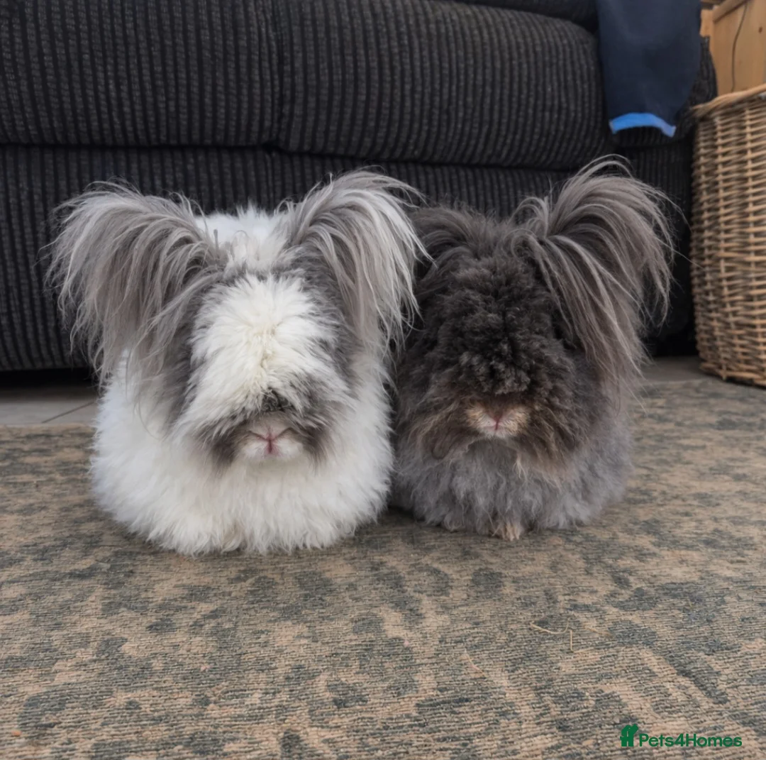 Angora rabbits for sale: English Angora Babies - Advert 2