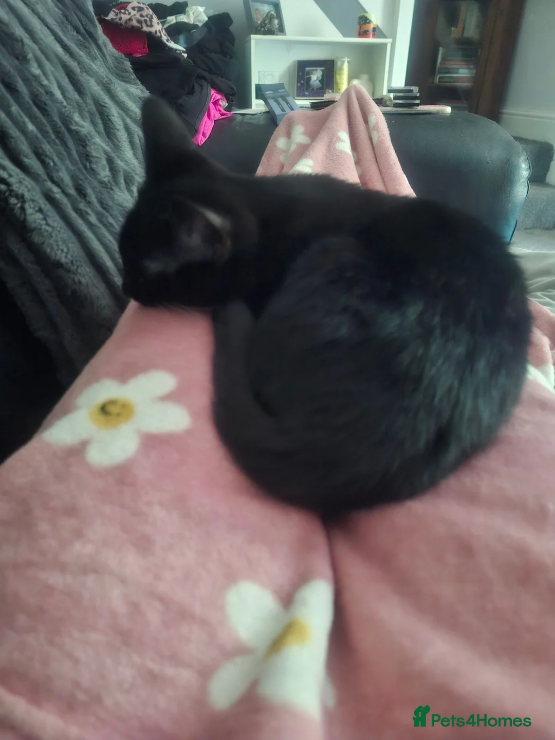 Mixed Breed cats for sale: Mixed breed in Rossendale - Advert 4