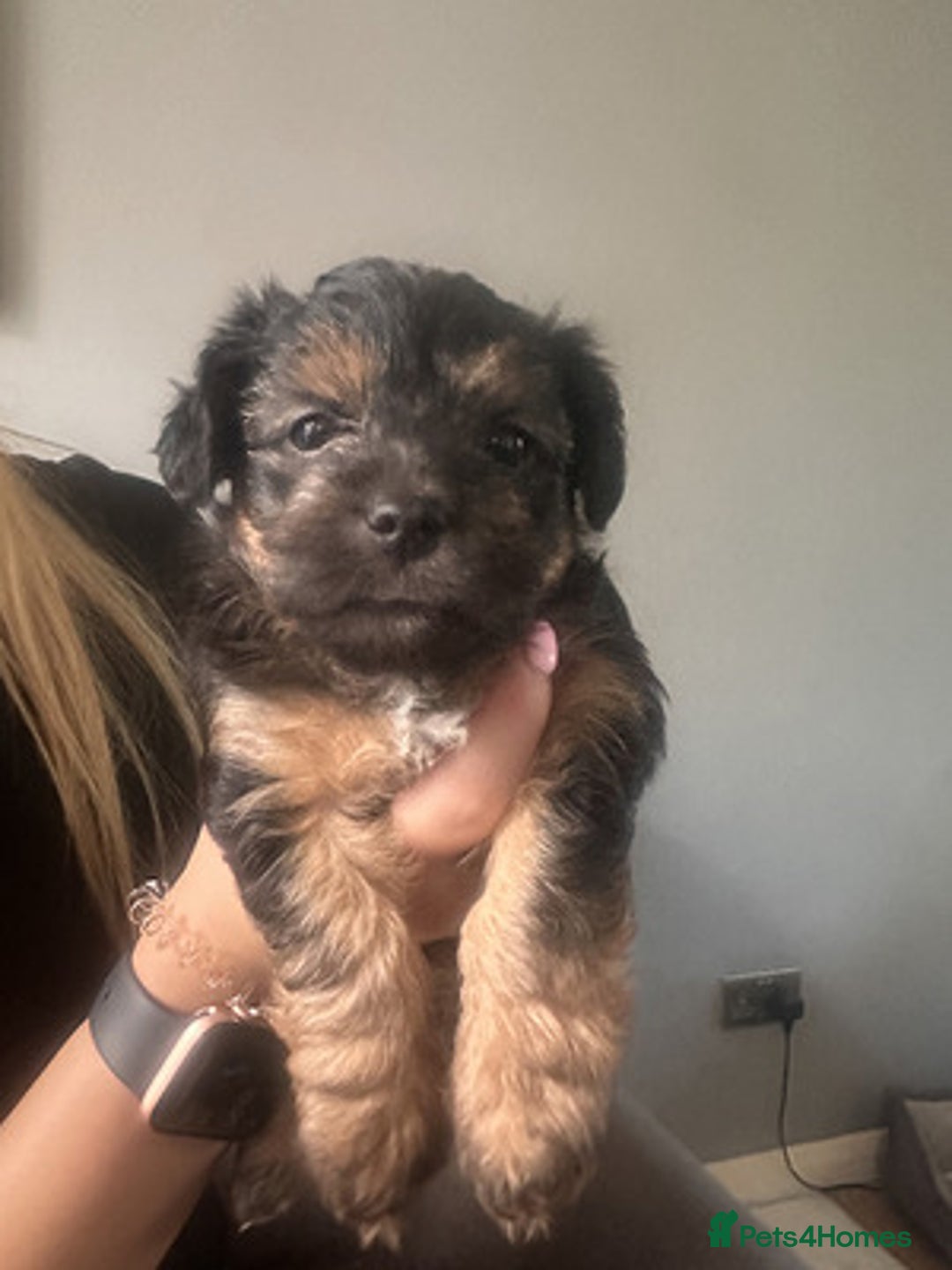 Yorkshire Terrier dogs for sale: Lovely Yorkshire Terrier Babies - Advert 1