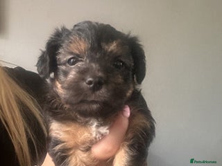 Yorkshire Terrier dogs for sale: Lovely Yorkshire Terrier Babies - Advert 1