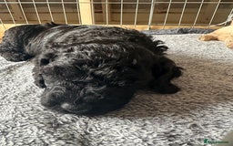 Australian Labradoodle dogs for sale: Labradoodle x Cockerpoo. Ready! Beautiful babies! - Image 4