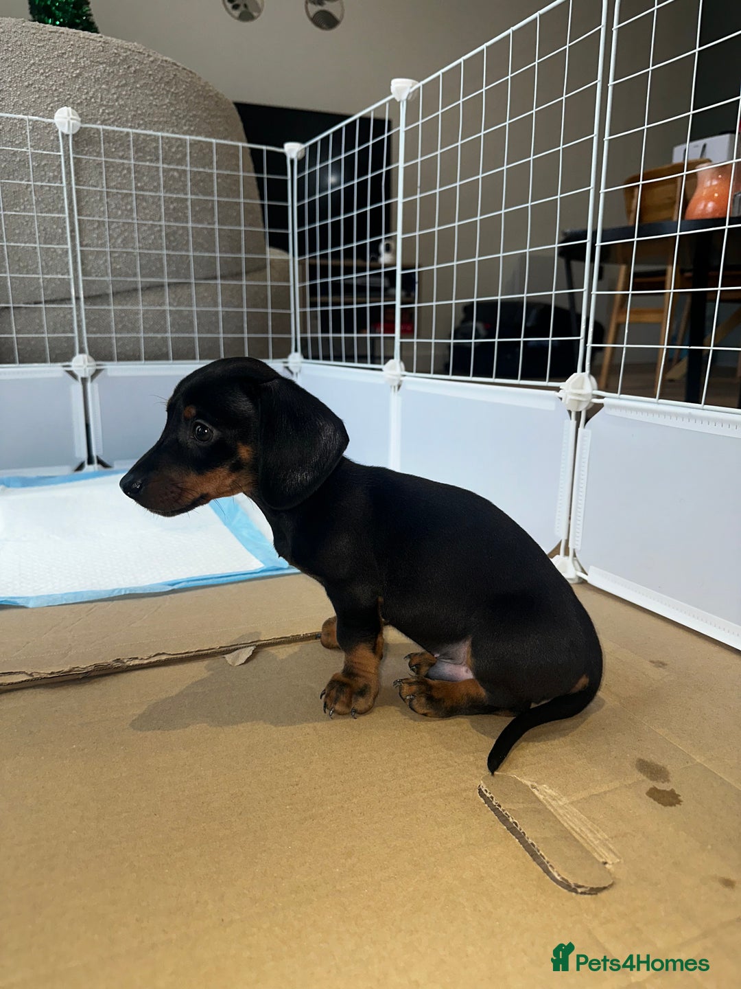 Dachshund dogs for sale:  Adorable Dachshund Puppy Loving Home  - Advert 3