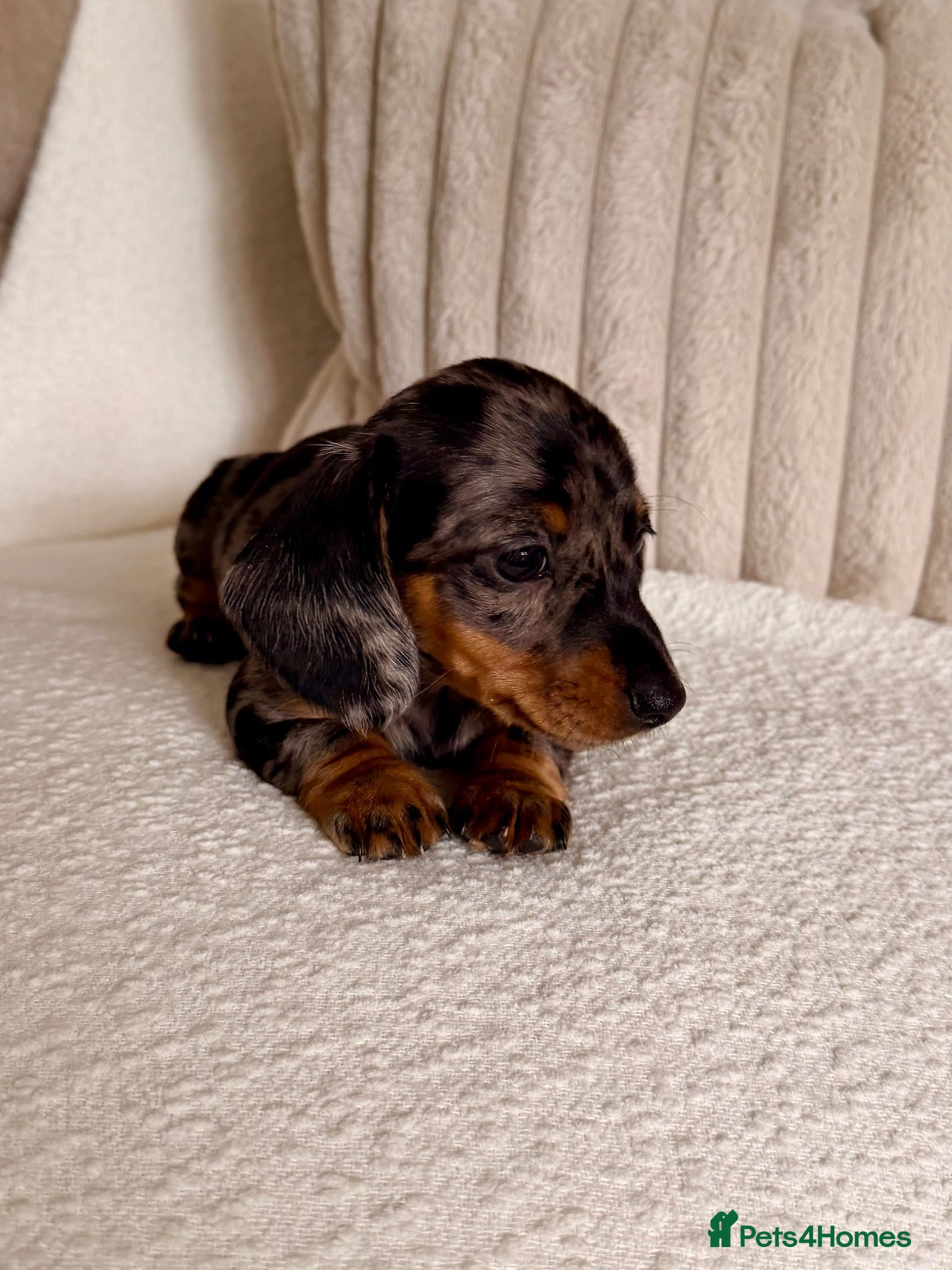Miniature Dachshund dogs OUTSTANDING MINI SMOOTH DACHSHUND PUPPIES  - Advert 2