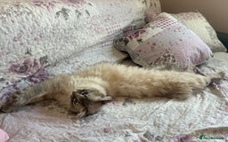 Ragdoll cats for sale: Rehoming this handsome Ragdoll male cross tabby - Image 14
