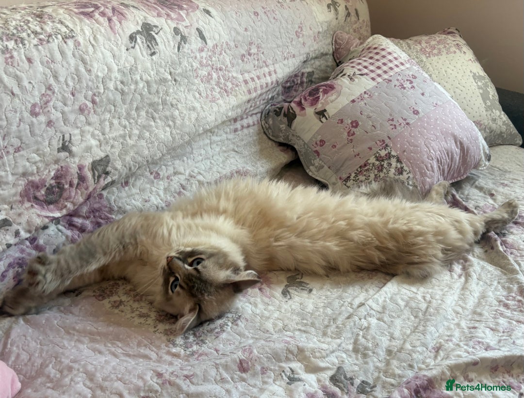 Ragdoll cats for sale: Rehoming this handsome Ragdoll male cross tabby - Image 14