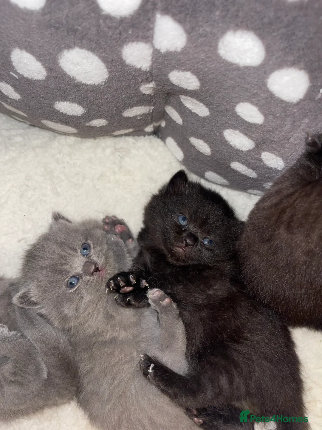 British Shorthair cats for sale: British blue kittens for sale  - Advert 5