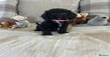 Cockapoo dogs - Advert 15