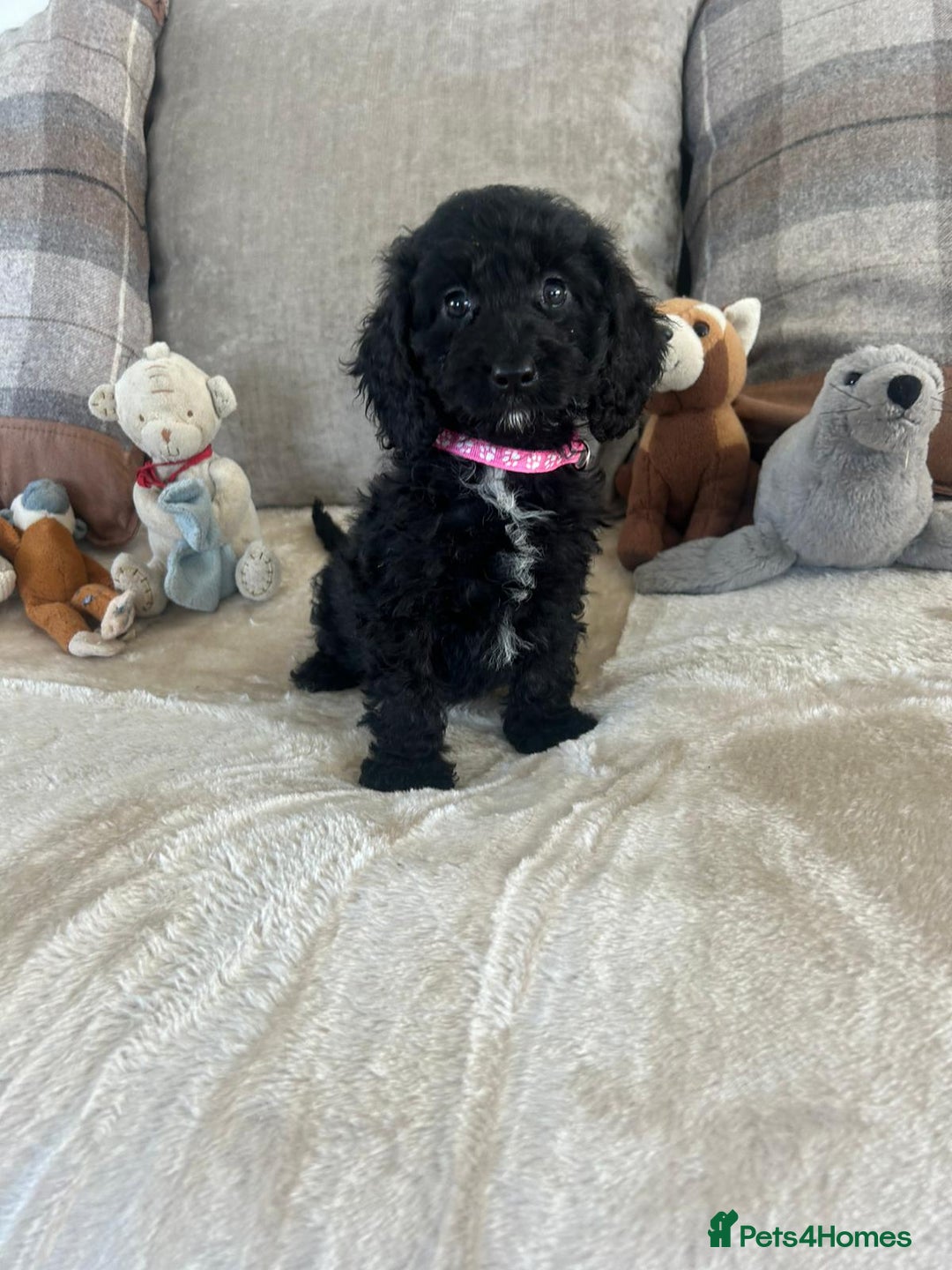 Cockapoo dogs for sale: Gorgeous F1 cockapoo puppies  - Image 1