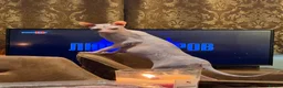 Sphynx cats for sale: Sphinx  - Advert 2