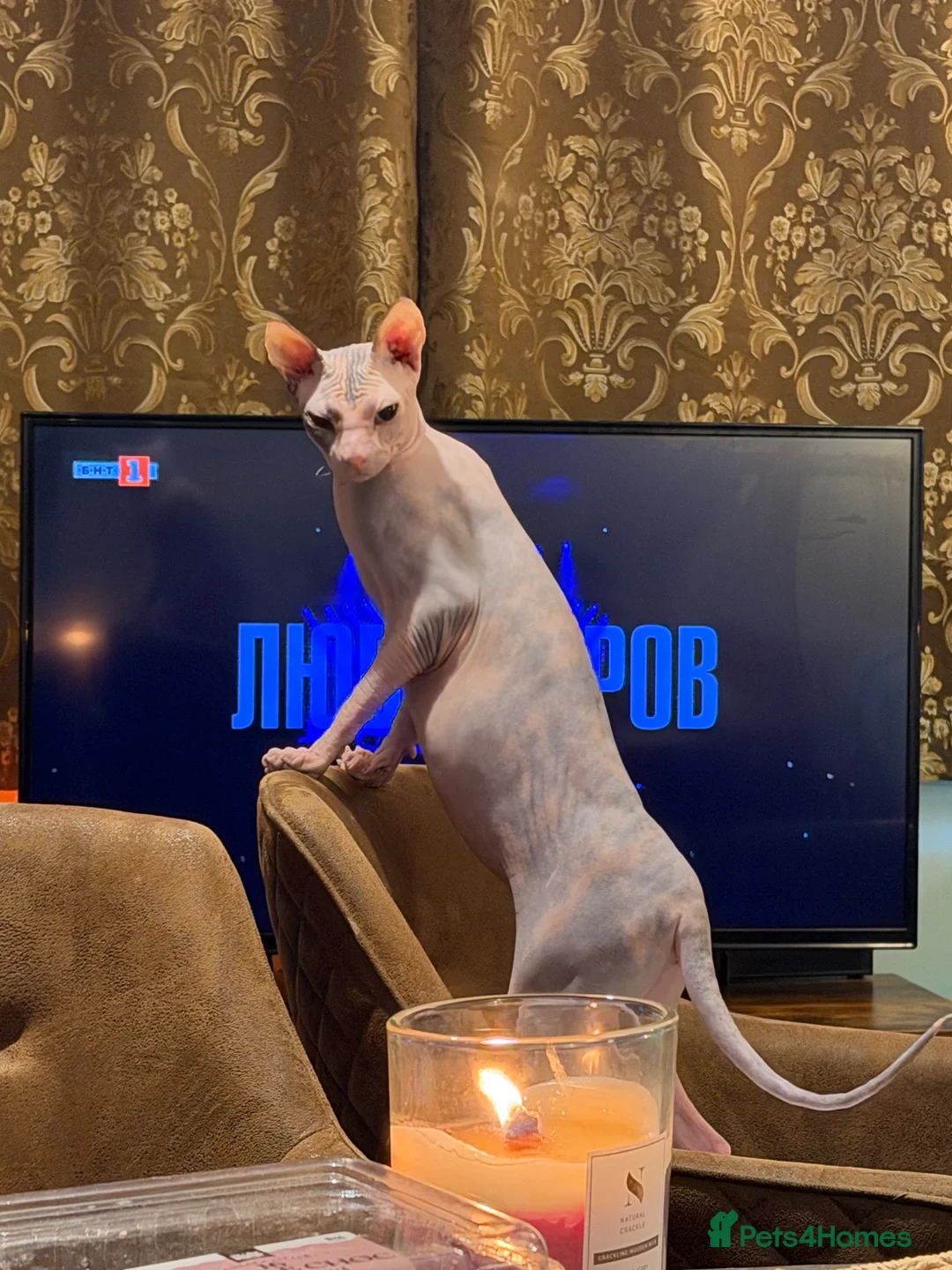 Sphynx cats for sale: Sphinx  - Advert 2