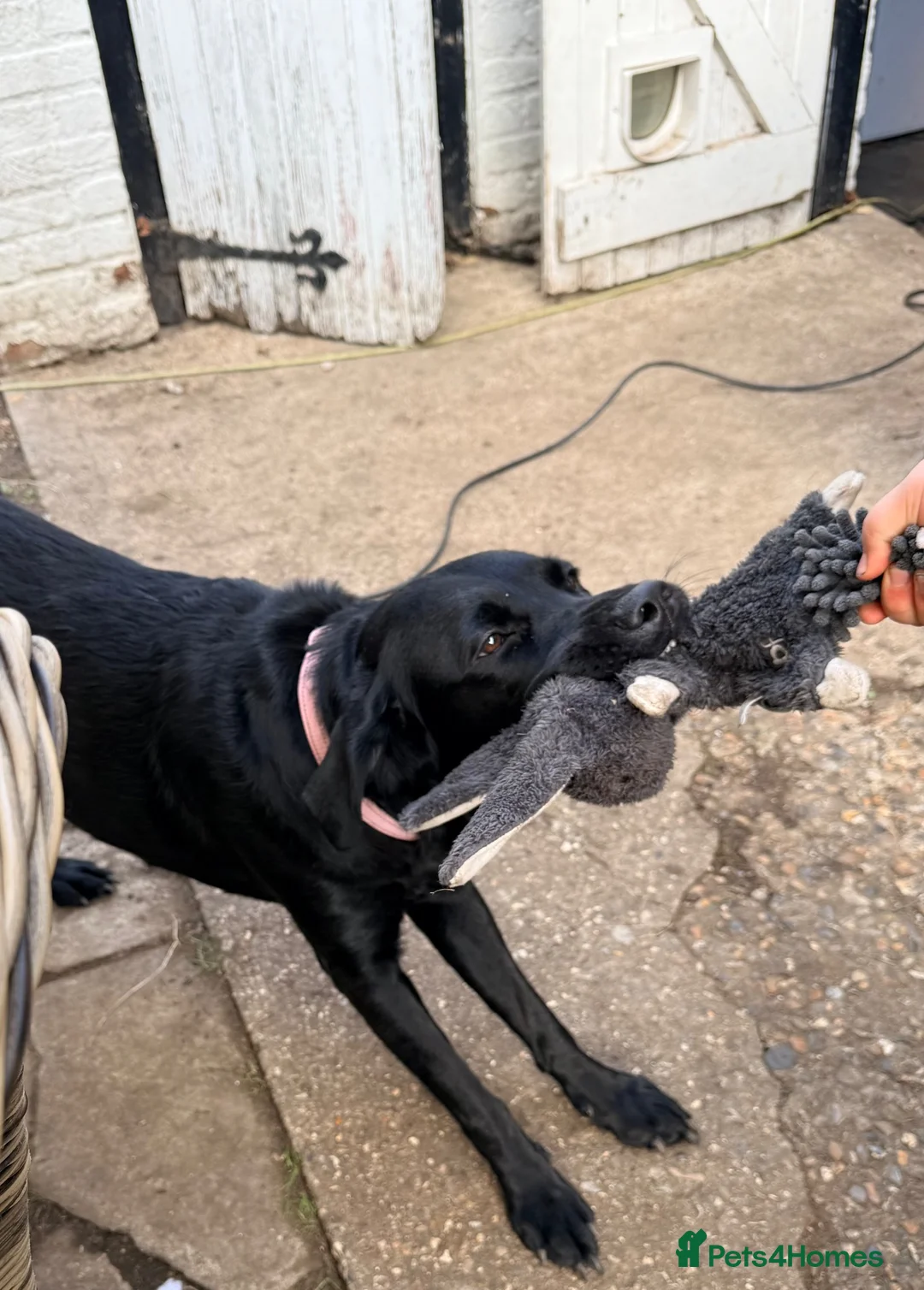 Labrador Retriever dogs for sale: Beautiful black lab needs a loving home - Advert 4