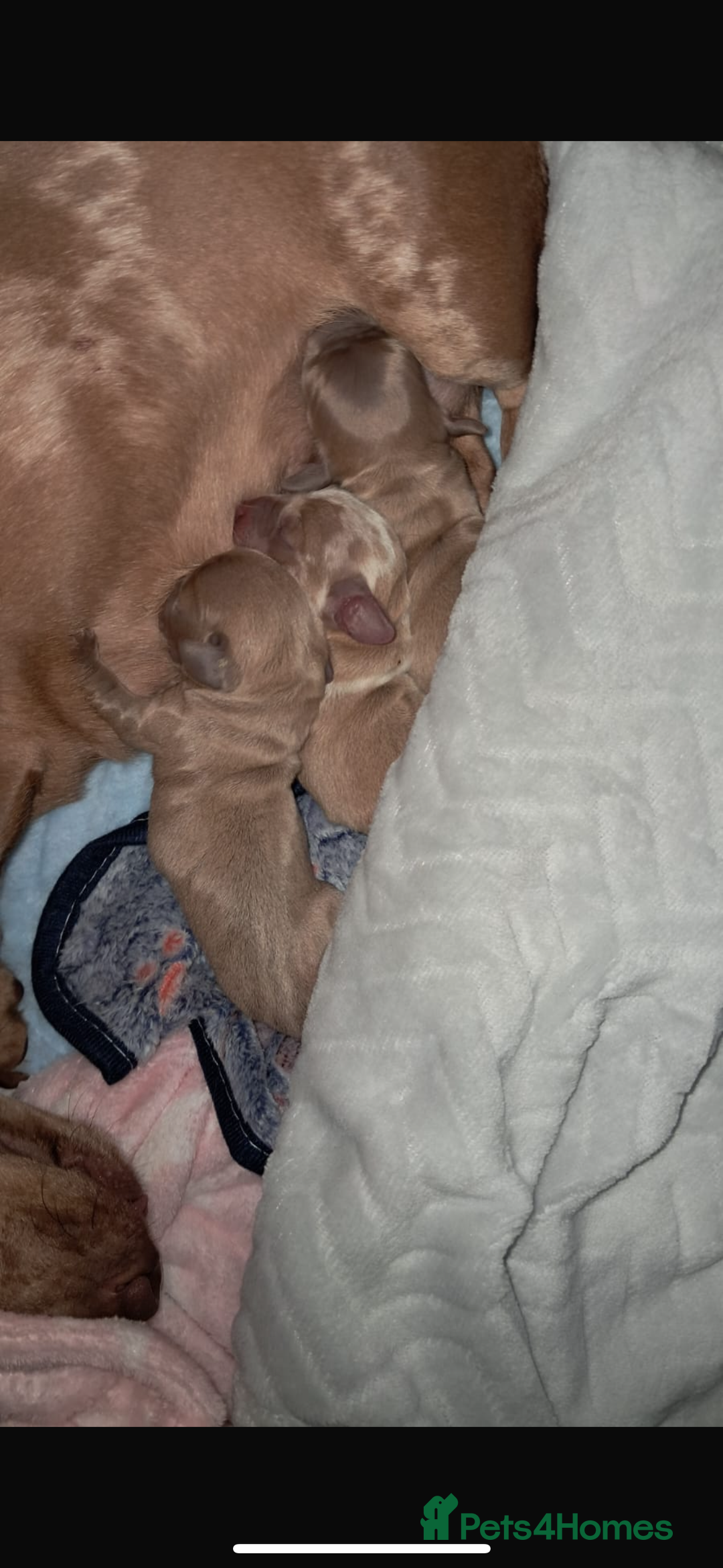 Miniature Dachshund dogs for sale: Miniature Dachshund Puppies READY TO LEAVE! - Image 14