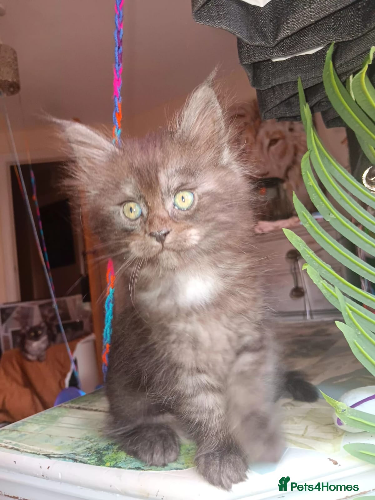 Maine Coon cats Purebred  - Advert 8