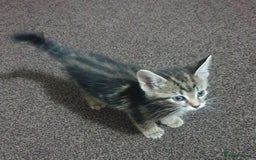 Mixed Breed cats for sale: Tabby Kittens For Sale! - Advert 7