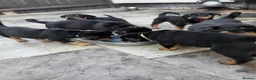 Rottweiler dogs for sale: Rottweiler pupps for sale  - Advert 13
