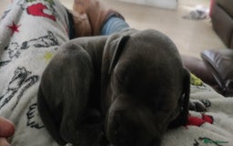 Staffordshire Bull Terrier dogs for sale: Blue/ Fawn Staffordshire Bull Terrier puppies  - Advert 4
