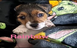 Mixed Breed dogs for sale: 6 Jack Russell x Yorkshire Terrier Puppies  - Image 5