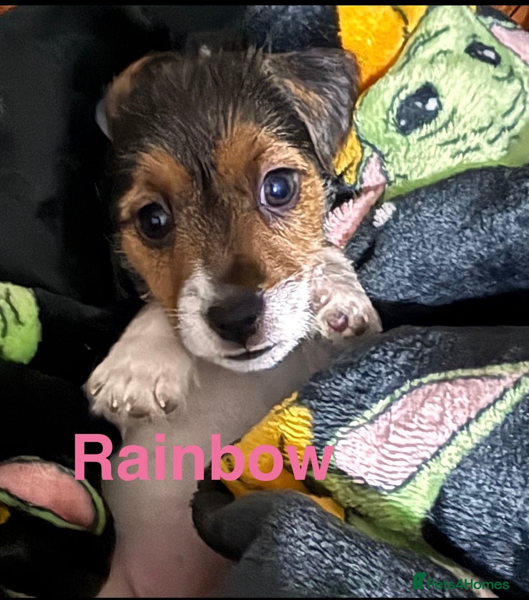 Mixed Breed dogs for sale: 6 Jack Russell x Yorkshire Terrier Puppies  - Image 5