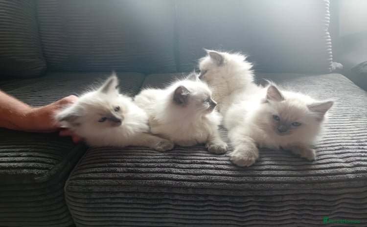 Ragdoll cats - Advert 13