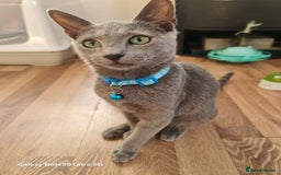 Russian Blue cats for sale: Stunning Pedigree Russian Blue kittens  in Coventry - Image 2
