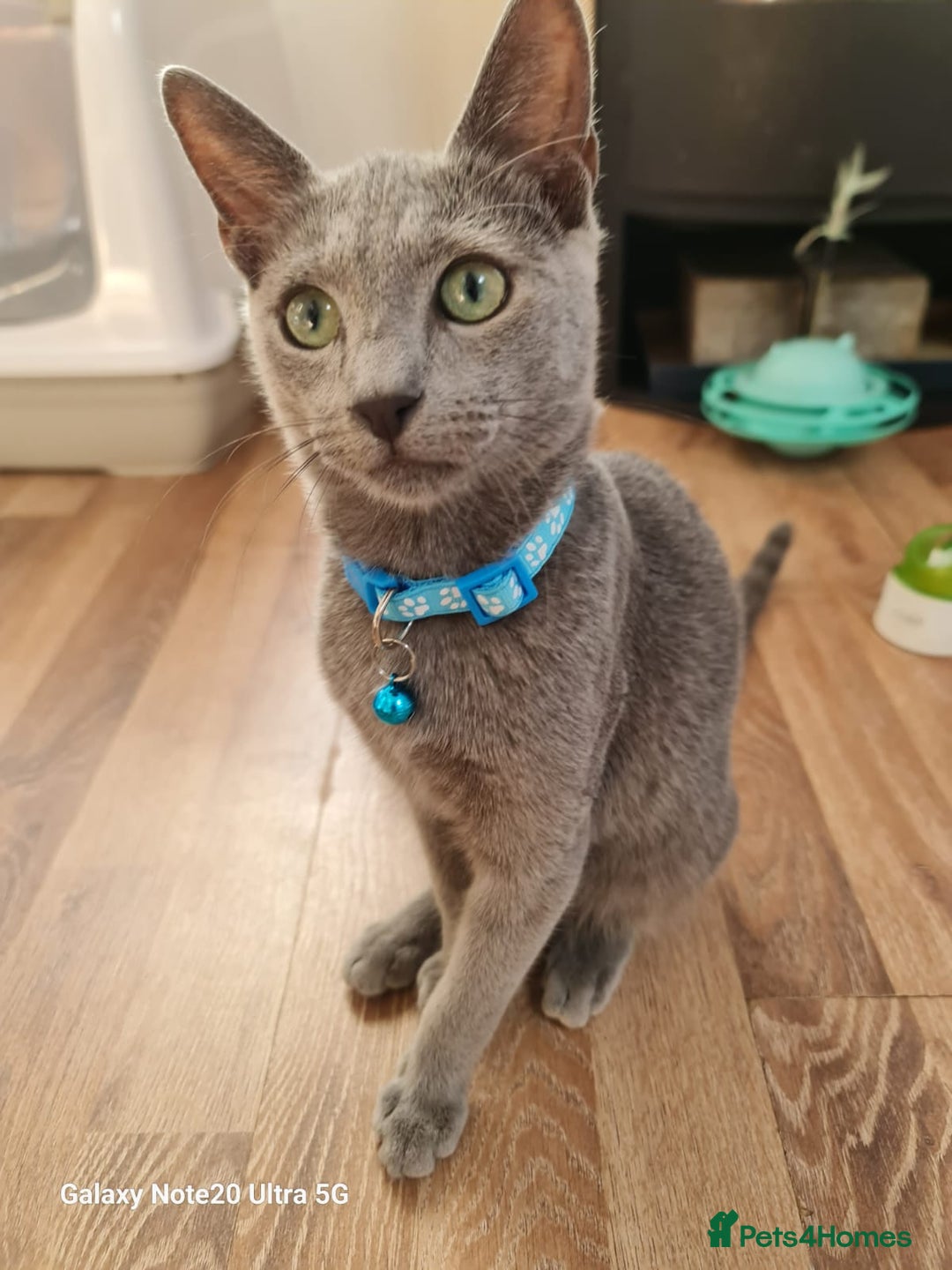 Russian Blue cats for sale: Stunning Pedigree Russian Blue kittens  in Coventry - Image 2