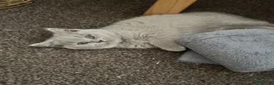 British Shorthair 2