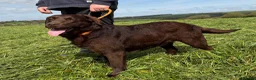 Labrador Retriever dogs for sale: Adult Bitch - Quality KC Chocolate Labrador  - Advert 2