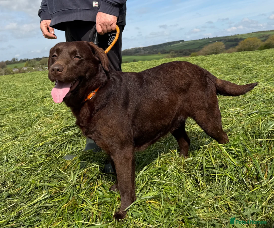 Labrador Retriever dogs for sale: Adult Bitch - Quality KC Chocolate Labrador  - Advert 2