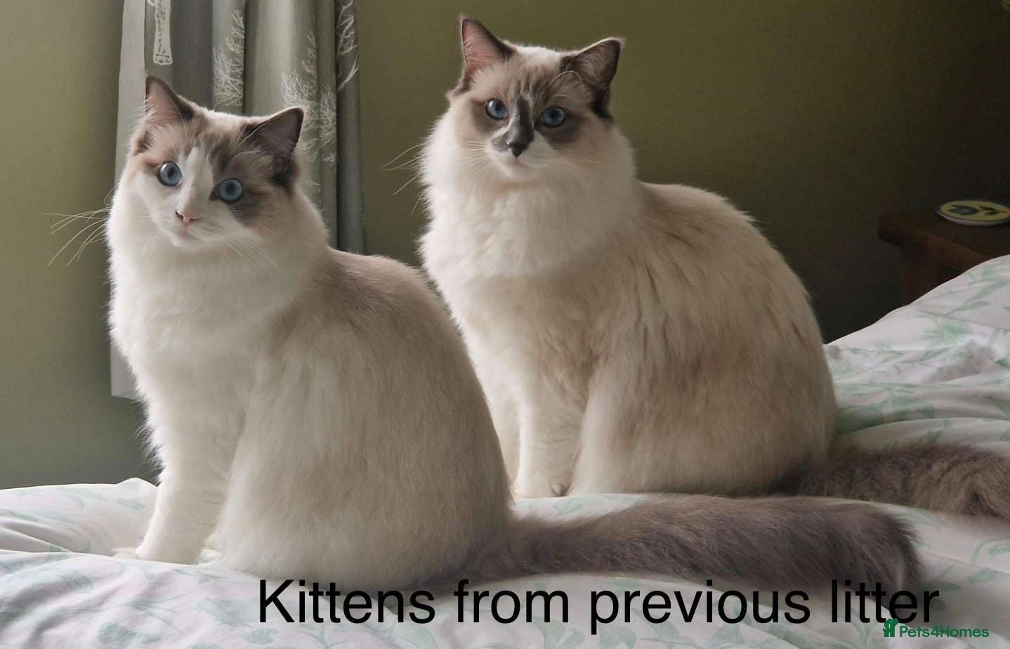 Ragdoll cats GCCF registered purebred Ragdoll kittens - Advert 2